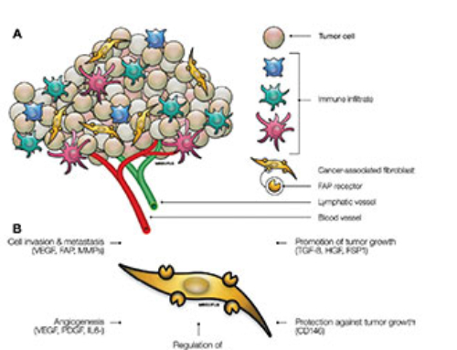Current State of FAP Targeting Radioligands in Oncology
